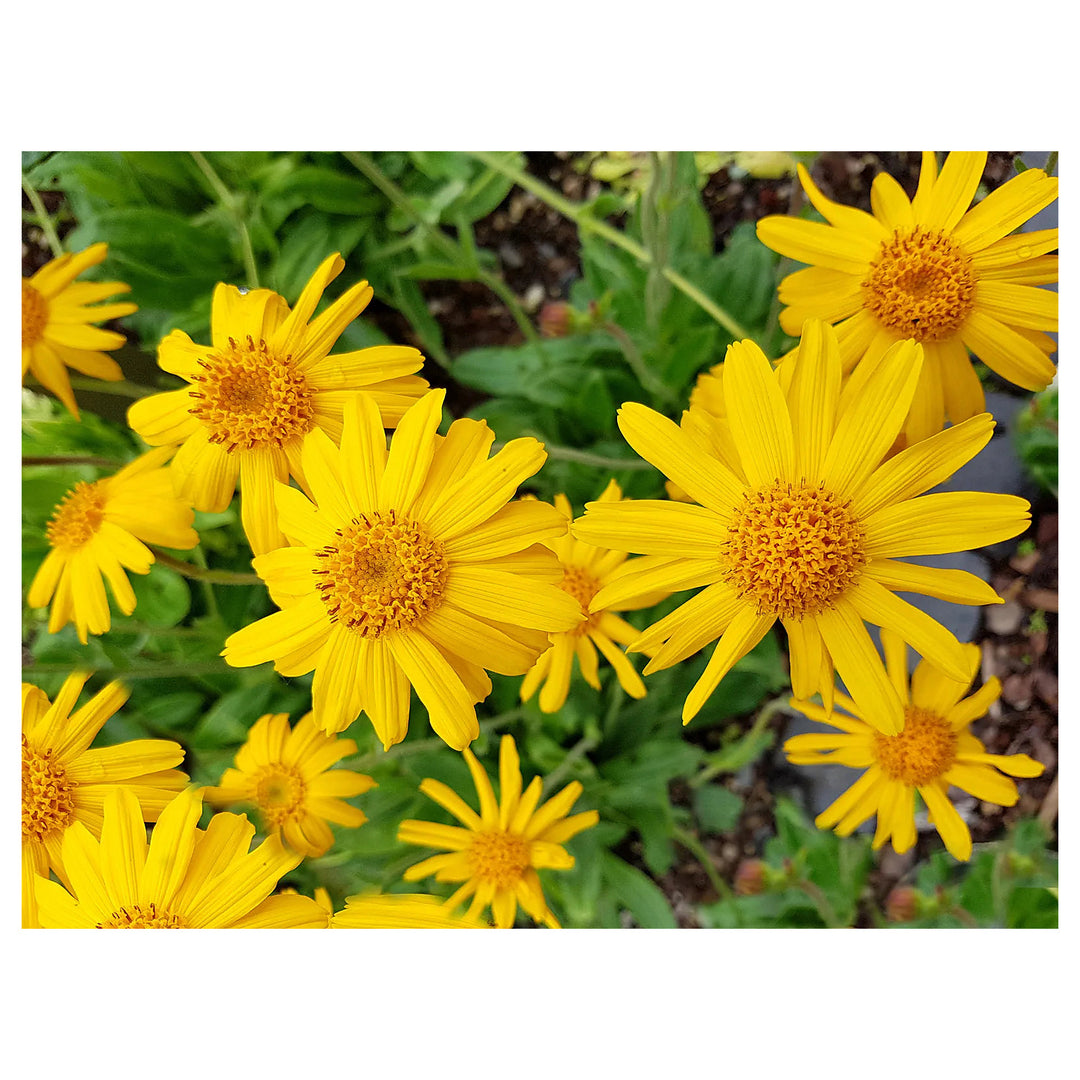 Arnica Montana Herb Plant Seeds – Heirloom, Non-GMO, High Germination Organic Garden Seeds for Medicinal &amp; Healing  | Neera Seeds product photo [neera-v4-906380ad4b5faf3e6b1b]