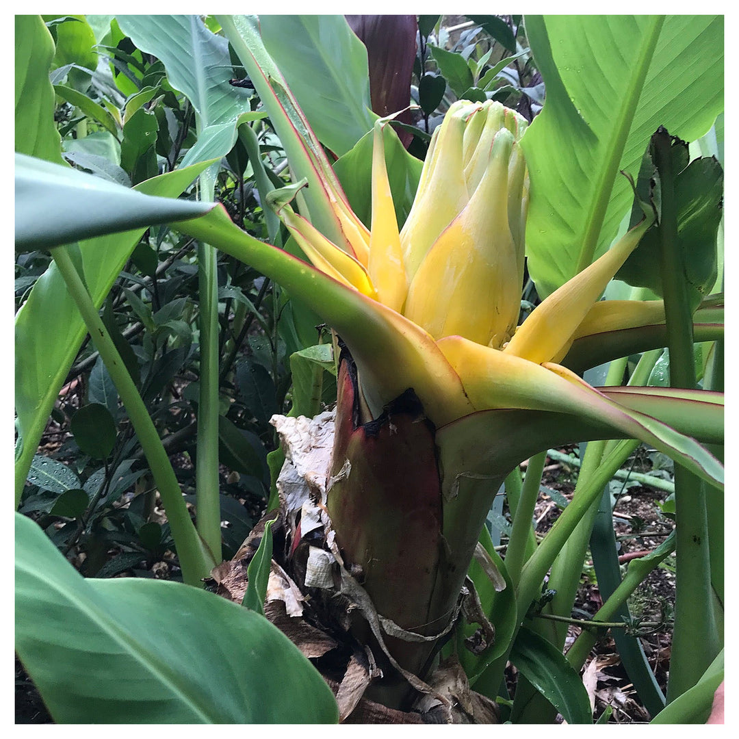 Heirloom Musella Lasiocarpa Flower Seeds for Planting – Rare Tropical Garden Plant | Neera Seeds product photo [neera-v4-9079c39d9fb497233478]