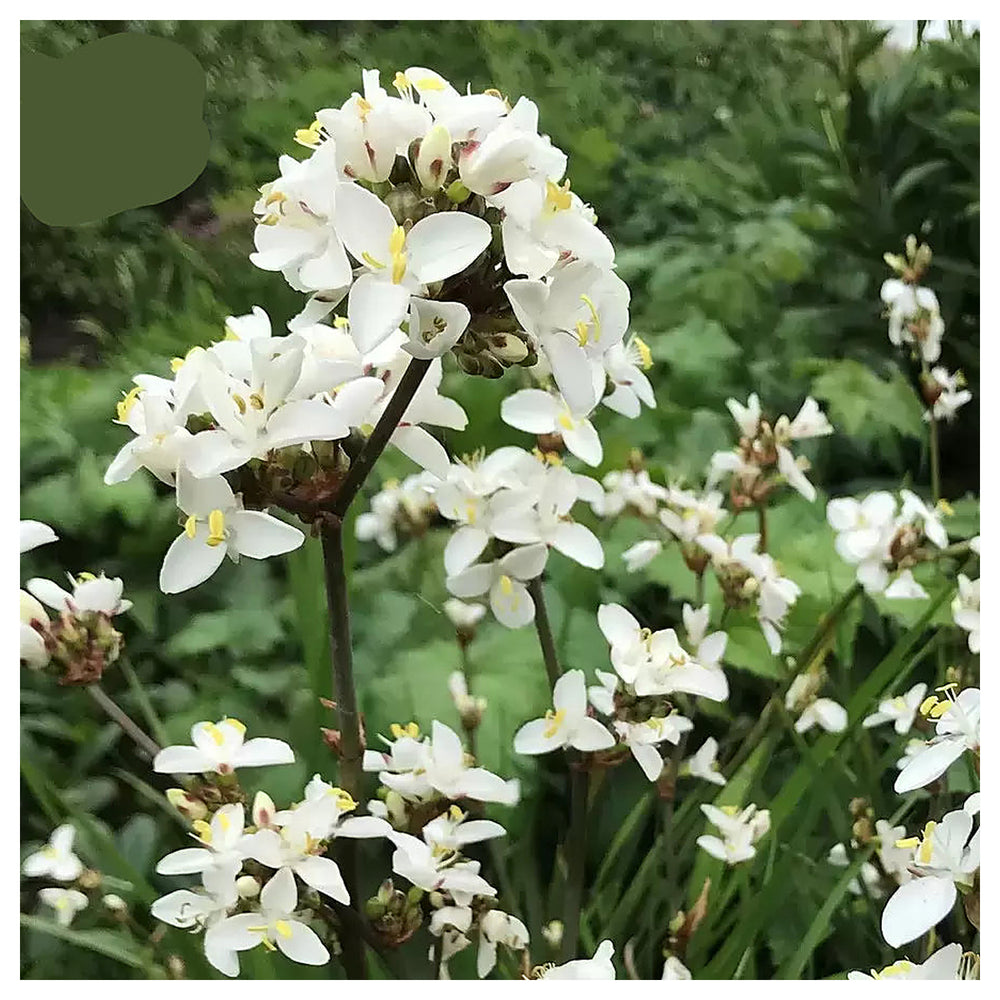 Organic White Libertia Flower Seeds for Planting – Heirloom, Non-GMO | Neera Seeds product photo [neera-v4-909bc84835abcc944cbd]