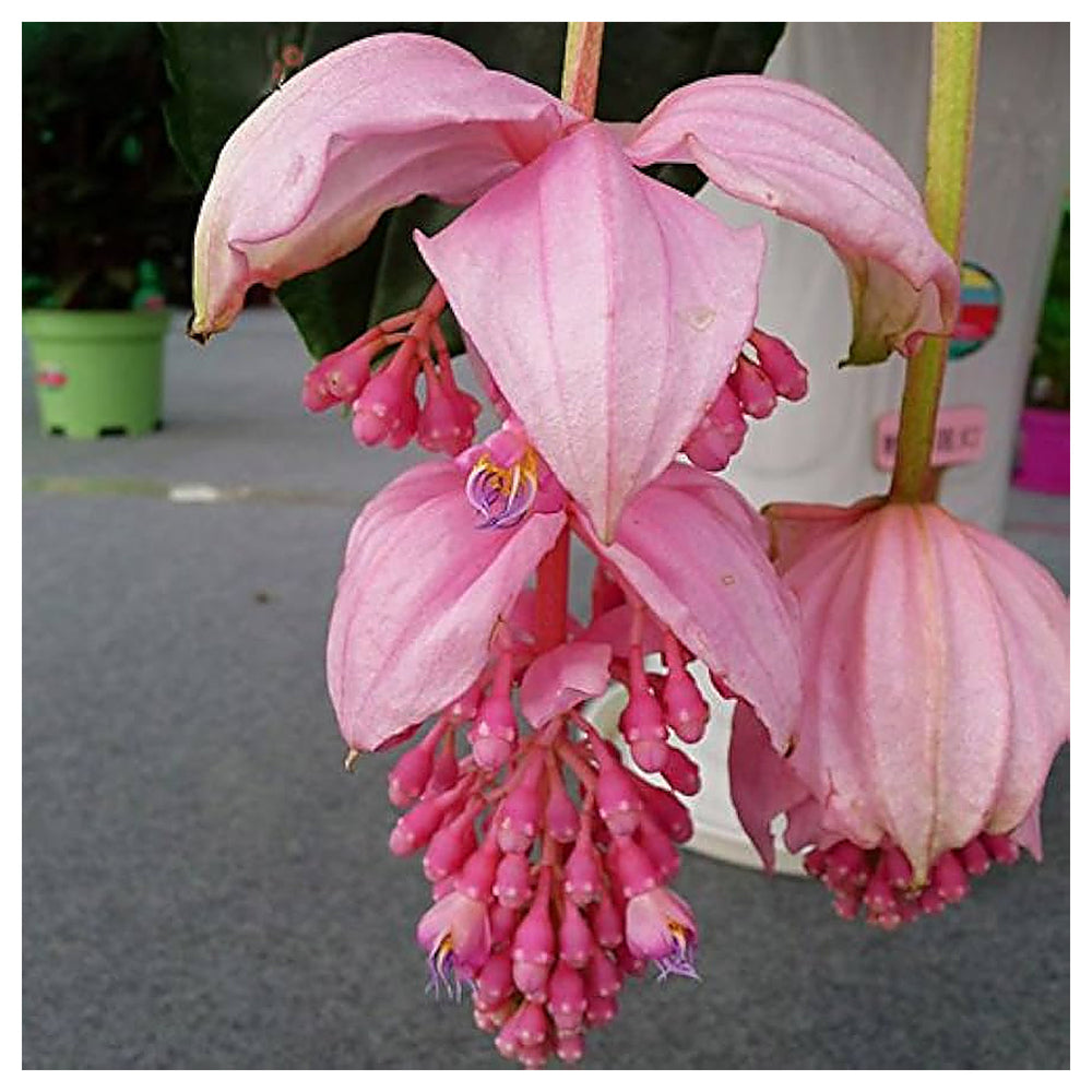 Heirloom Medinilla Flower Seeds, Non-GMO Tropical Pink Blooms for Exotic Garden Planting | Neera Seeds product photo [neera-v4-90a42507bec6f80f29fa]