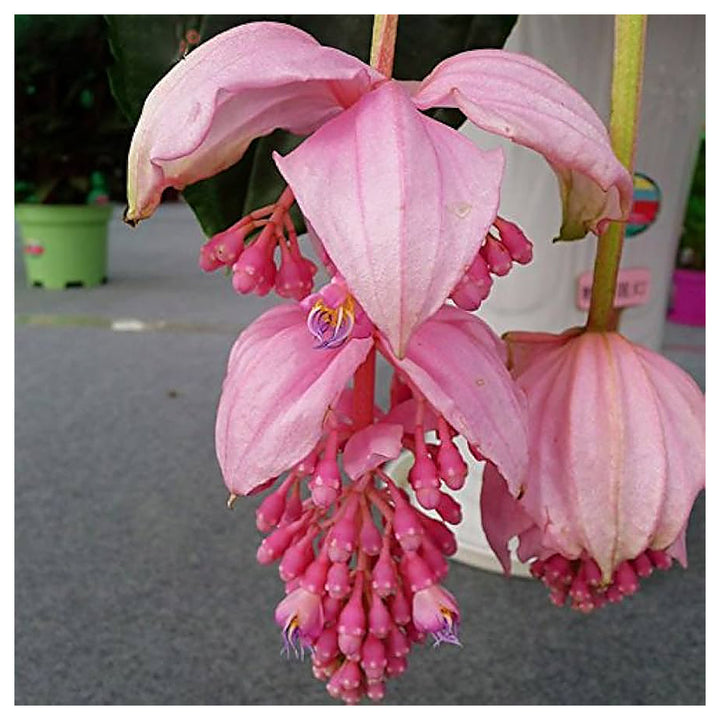 Heirloom Medinilla Flower Seeds, Non-GMO Tropical Pink Blooms for Exotic Garden Planting | Neera Seeds product photo [neera-v4-90a42507bec6f80f29fa]