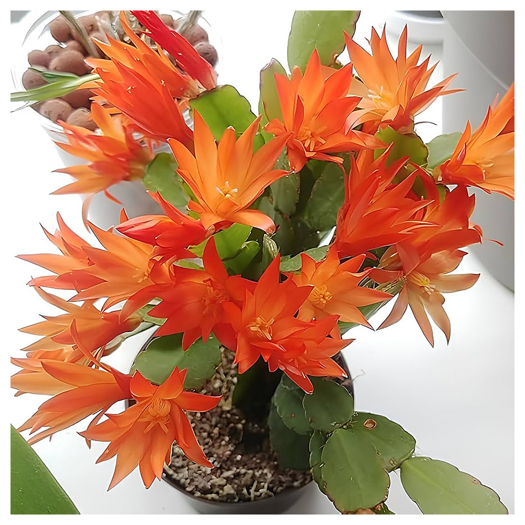 Schlumbergera Flower Seeds for Planting – Heirloom Non-GMO 100 pcs Organic Garden Blooms | Neera Seeds product photo [neera-v4-90a458b2a238456cb5f1]