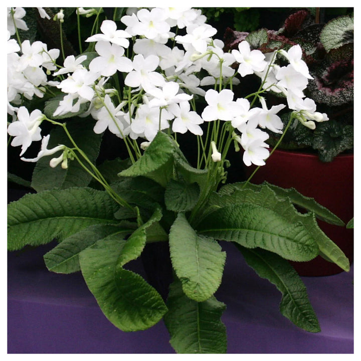 Heirloom Non-GMO Streptocarpus Flower Seeds for Garden Planting – Shade-Loving Vibrant Blooms | Neera Seeds product photo [neera-v4-90bb62ff3f3aca59b075]