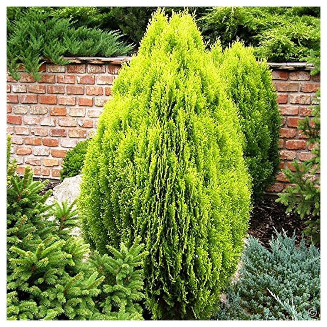 Green Thuja Orientalis Seeds for Planting – Heirloom, Non-GMO, High Germination Organic Garden Seeds for Ornamental | Neera Seeds product photo [neera-v4-90c169148bc518d45f9d]