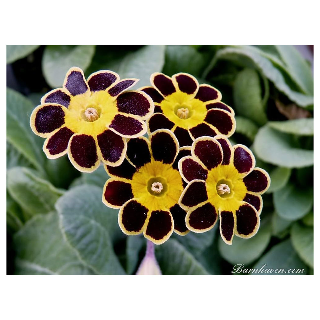 Heirloom Non-GMO Primula Malacoides Flower Seeds – Black Yellow Unique Blooms, High Germination Seeds for Planting | Neera Seeds product photo [neera-v4-90d8ba161b7e4c3de70a]