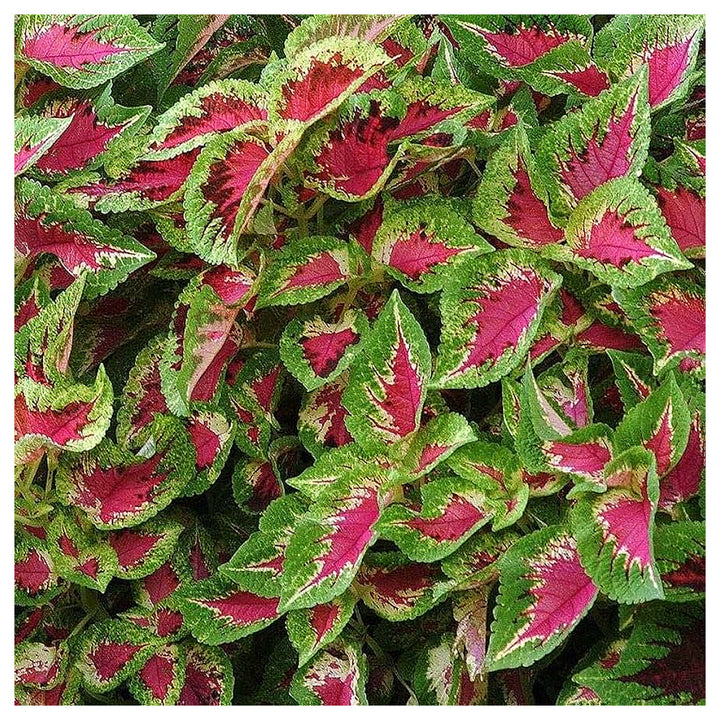 Heirloom Green Pink Coleus Flower Seeds – Non-GMO, Vibrant Ornamental Foliage for Home Gardens | Neera Seeds product photo [neera-v4-90df0a3674dbbd86b1e5]