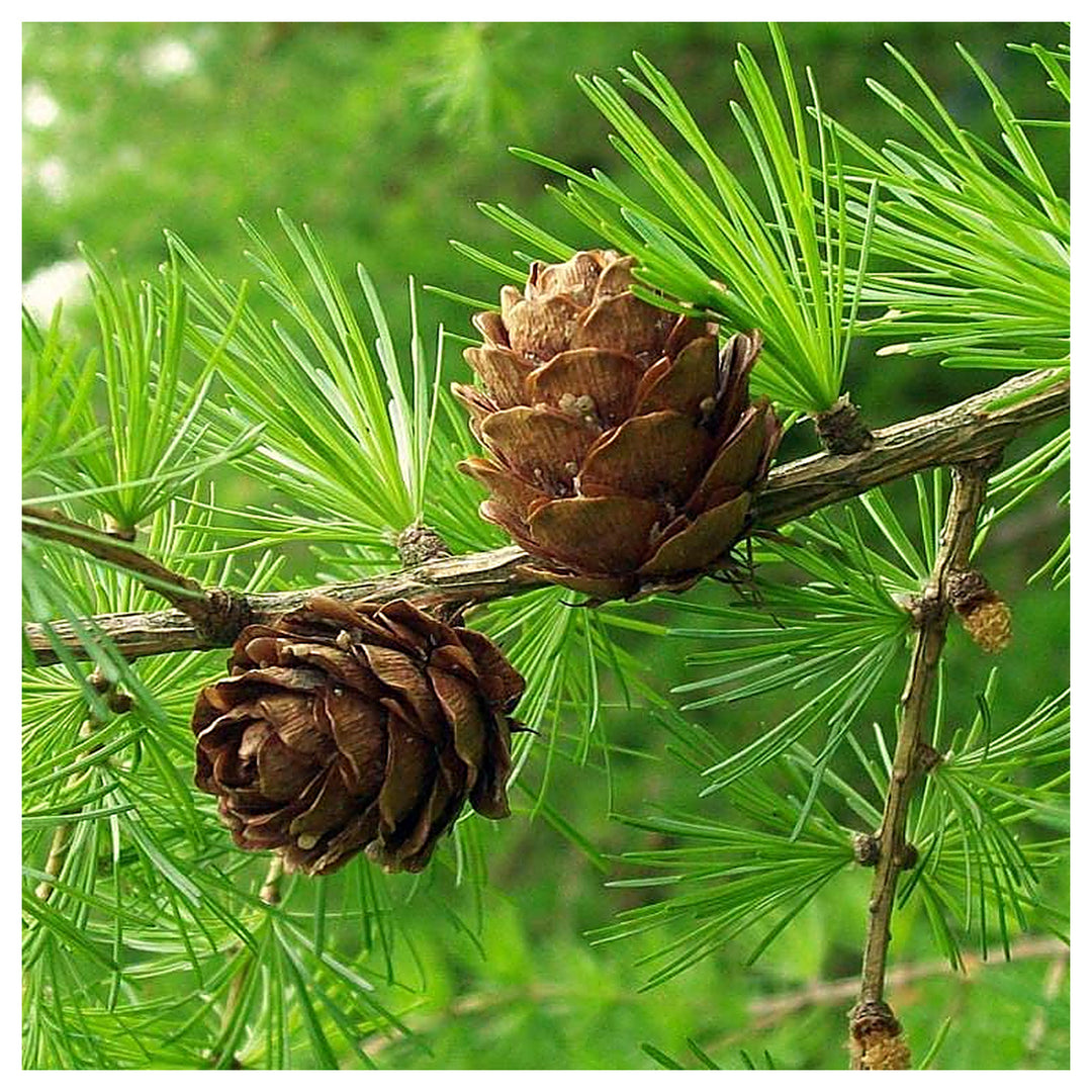 Brown Larix Decidua Plant Seeds – Hardy Tree for Your Garden -Heirloom & Non-GMO Seeds for planting | Neera Seeds product photo [neera-v4-90e6731adc14df435f20]