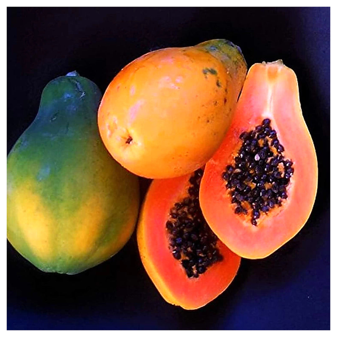 Sunrise Papaya (Strawberry Papaya) Fruit Seeds for Planting – Heirloom Non-GMO High Germination Organic Garden Seed | Neera Seeds product photo [neera-v4-90ec5525e9f2c07dfb93]