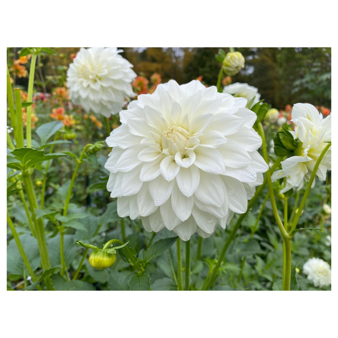 Heirloom Non-GMO White Swan Dahlia Flower Seeds for Planting – Elegant Summer Blooms | Neera Seeds product photo [neera-v4-9109d5a345ee4fde13d2]