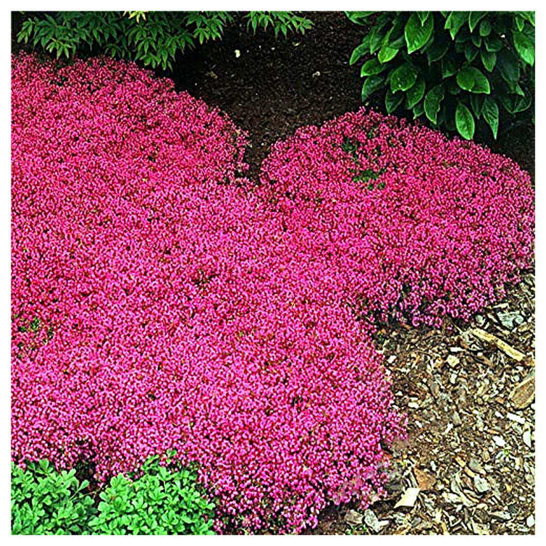 Blue Creeping Thyme Or Rock Cress Groundcover Flowers Flower Seeds for Home Garden Planting, | Neera Seeds product photo [neera-v4-913471b9986dd4f3b6ec]