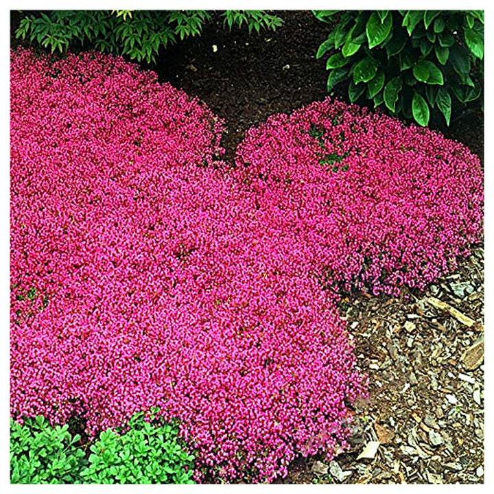 Blue Creeping Thyme Or Rock Cress Groundcover Flowers Flower Seeds for Home Garden Planting, | Neera Seeds product photo [neera-v4-913471b9986dd4f3b6ec]