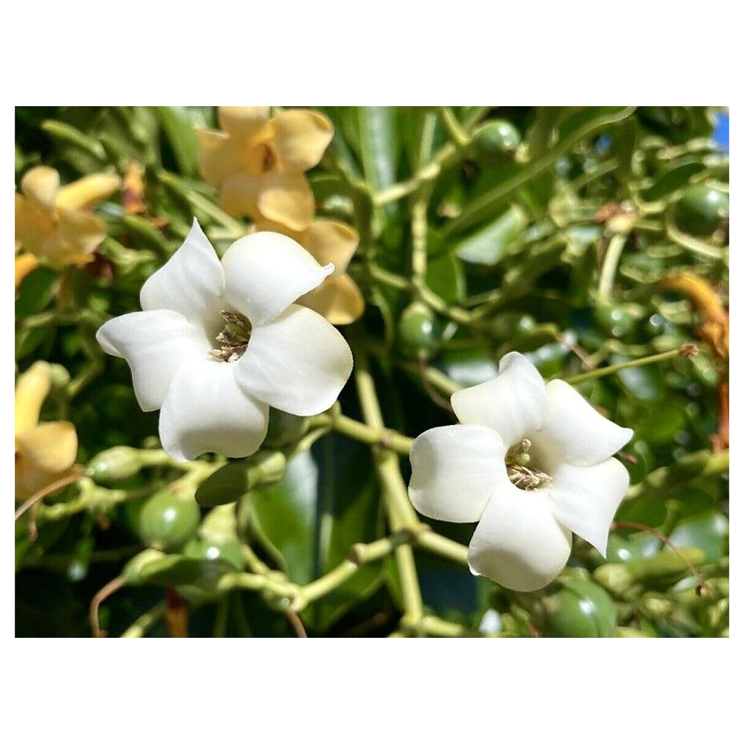 Heirloom Non-GMO Fagraea Flower Seeds for Planting – Fragrant Tropical Evergreen Garden Blooms | Neera Seeds product photo [neera-v4-913640f49765de07b952]