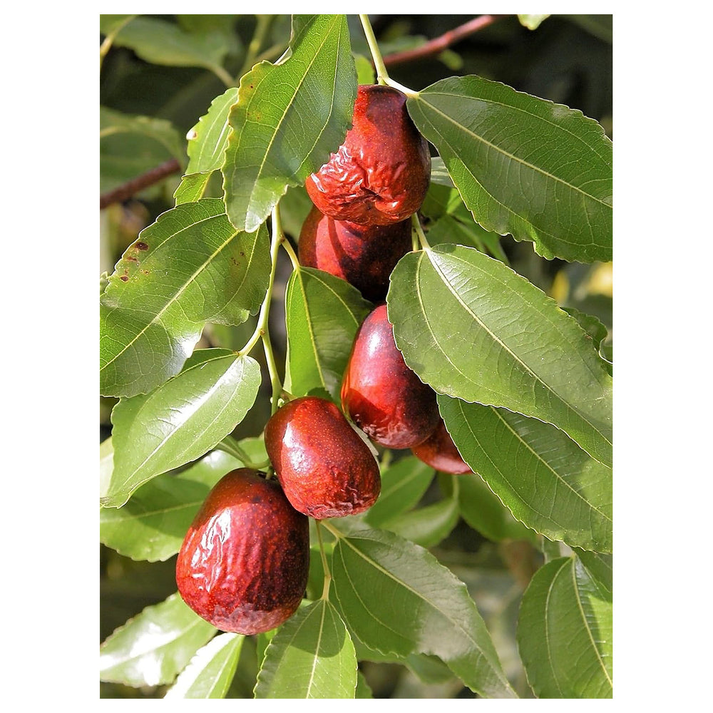 Asian Date Jujube Seeds – Ziziphus Spinosa Red Sweet Fruit for Garden Planting | Neera Seeds product photo [neera-v4-914c86db312db6b5d28d]