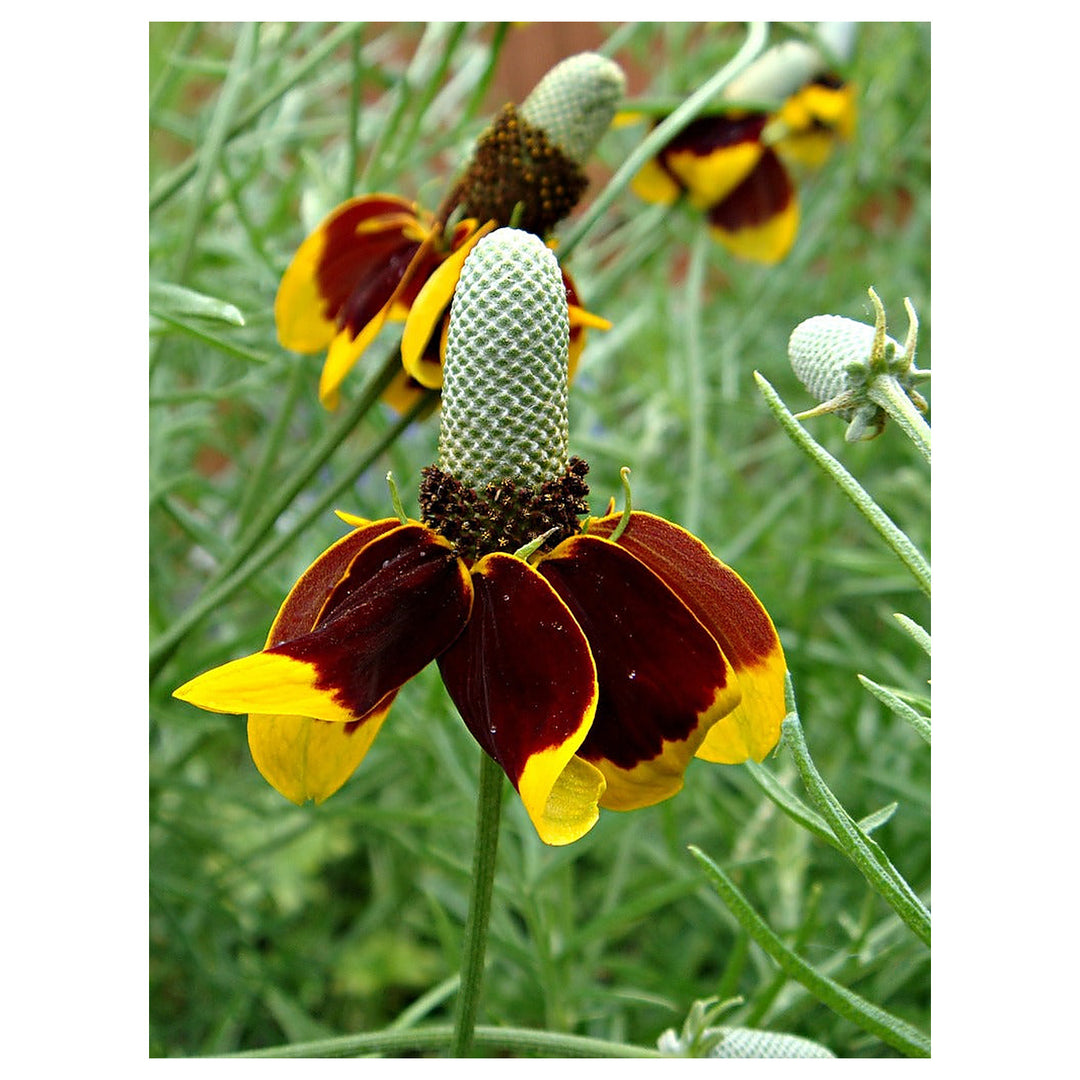 Heirloom Prairie Flower Seeds, Non-GMO Wildflower Mix for Naturalized Garden Planting | Neera Seeds product photo [neera-v4-9153df18c6ab390eba93]