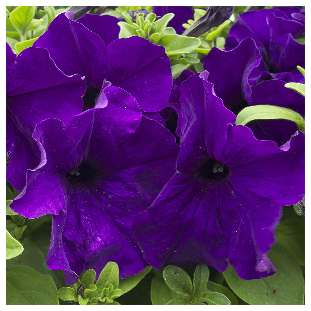 Oblique Petunia Flower Seeds for Planting – Dark Violet – Heirloom, Non-GMO, High Germination Organic Garden Seeds | Neera Seeds product photo [neera-v4-915939dd3978bdf0868a]