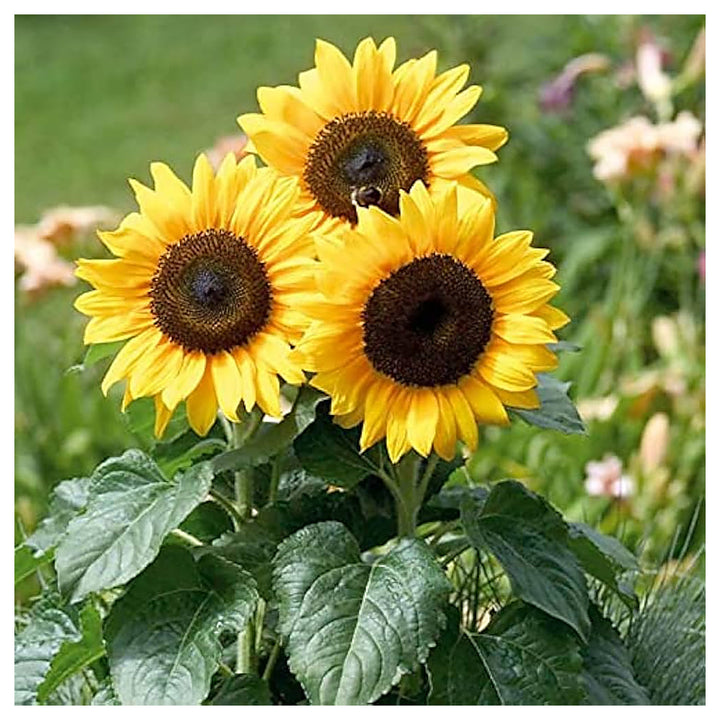 Yellow Hybrid Sunflower Seeds – Heirloom, Non-GMO Flower Seeds for Planting | Neera Seeds product photo [neera-v4-9162b78341c063fc1988]