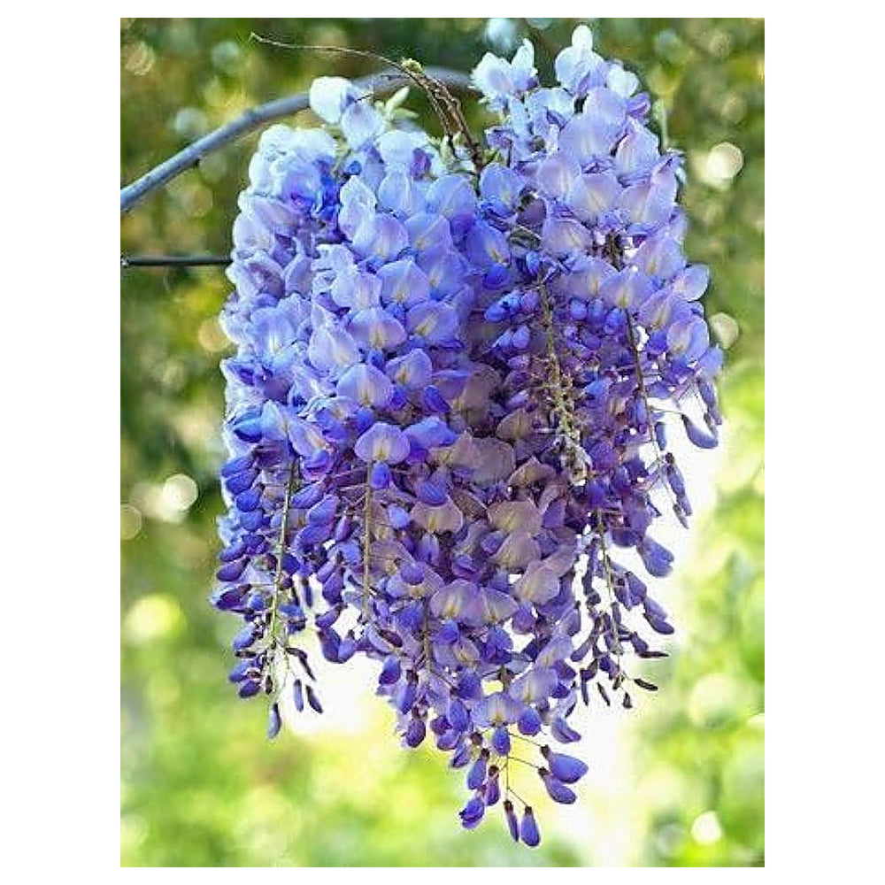 Heirloom Blue Wisteria Seeds – Non-GMO Flower Seeds for Planting | High Germination Organic Garden Blooms | Neera Seeds product photo [neera-v4-916439c1d505929bfca8]