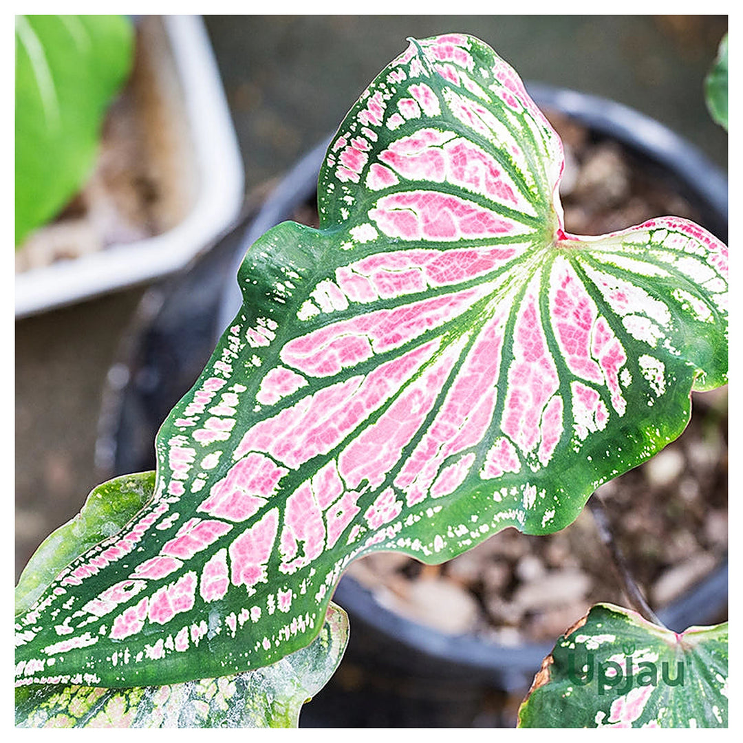 Light Pink Green Caladium Leaf Seeds – Heirloom Non-GMO High Germination Organic Garden Seeds for Planting | Neera Seeds product photo [neera-v4-916b47987998cba0d92d]