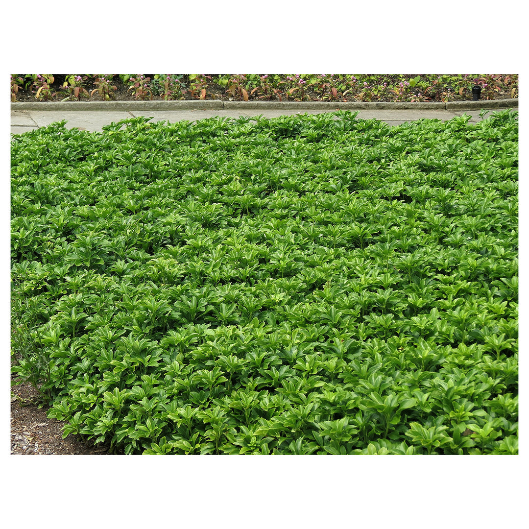 Pachysandra Flower Seeds for Planting – Non-GMO Heirloom | High Germination Organic Garden Seeds | Neera Seeds product photo [neera-v4-917ee3106030a9f0b767]
