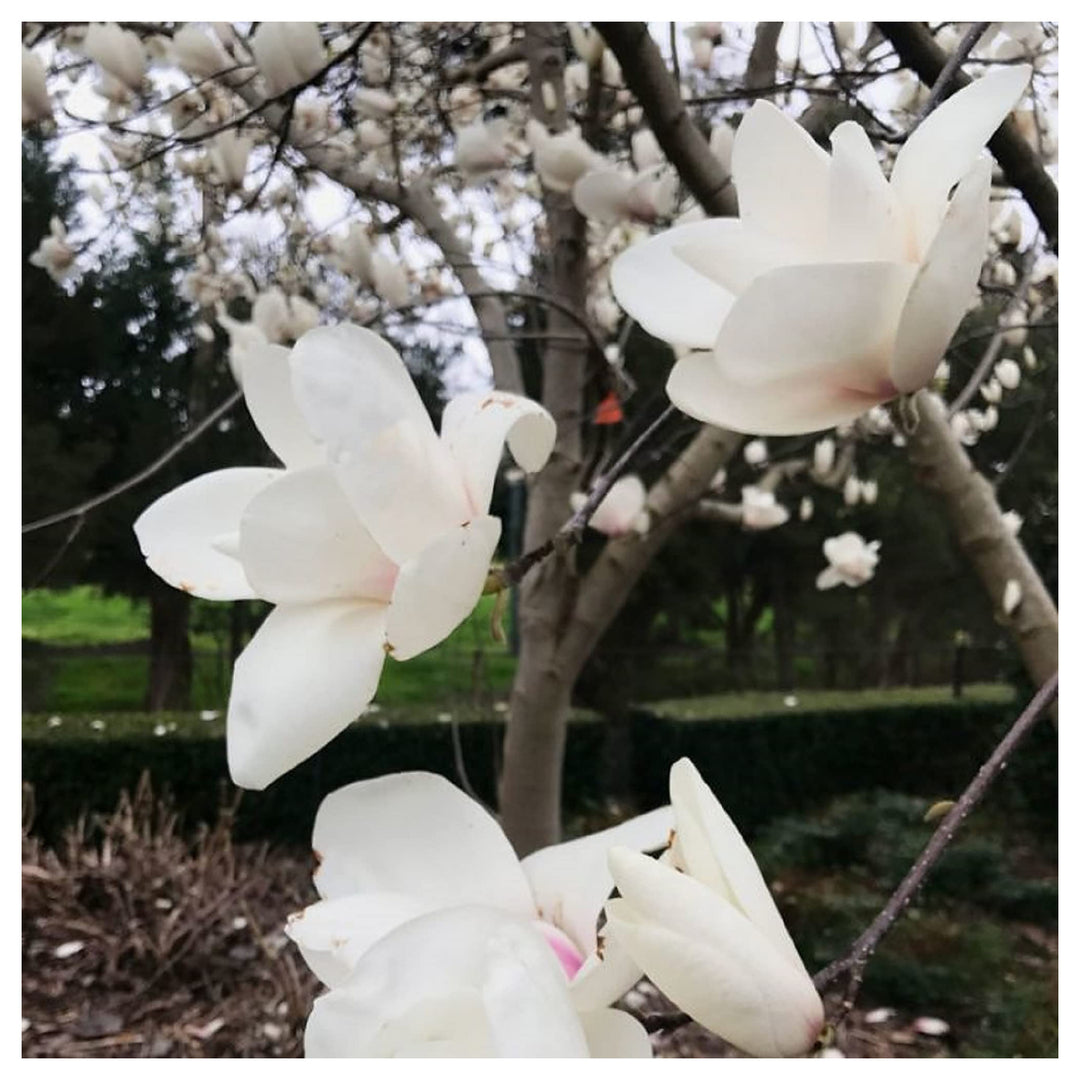 Heirloom Non-GMO Pink White Yulan Flower Seeds – Seeds for Planting | High Germination Organic Garden Seeds | Neera Seeds product photo [neera-v4-918541d2555846633060]