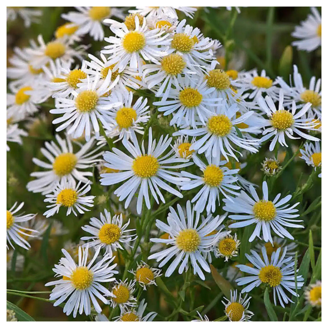 Heirloom Non-GMO Boltonia Asteroides Flower Seeds – Perennial Daisy Seeds for Planting, High Germination Organic Bl | Neera Seeds product photo [neera-v4-91969c60248ae9930b62]