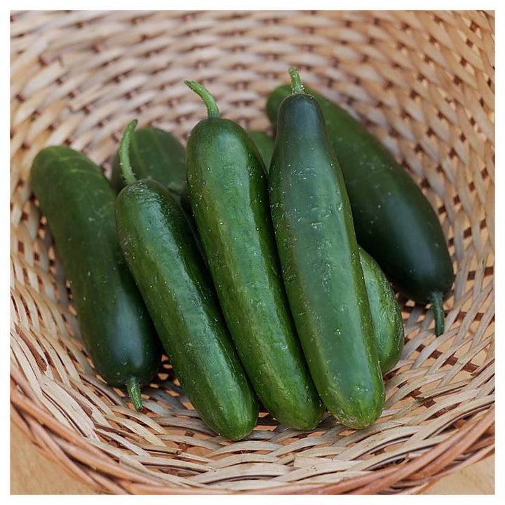 Organic Mini La Diva Cucumber Seeds for Planting – Non-GMO, Heirloom, High Germination Garden Seeds | Neera Seeds product photo [neera-v4-919b982106870b63259f]