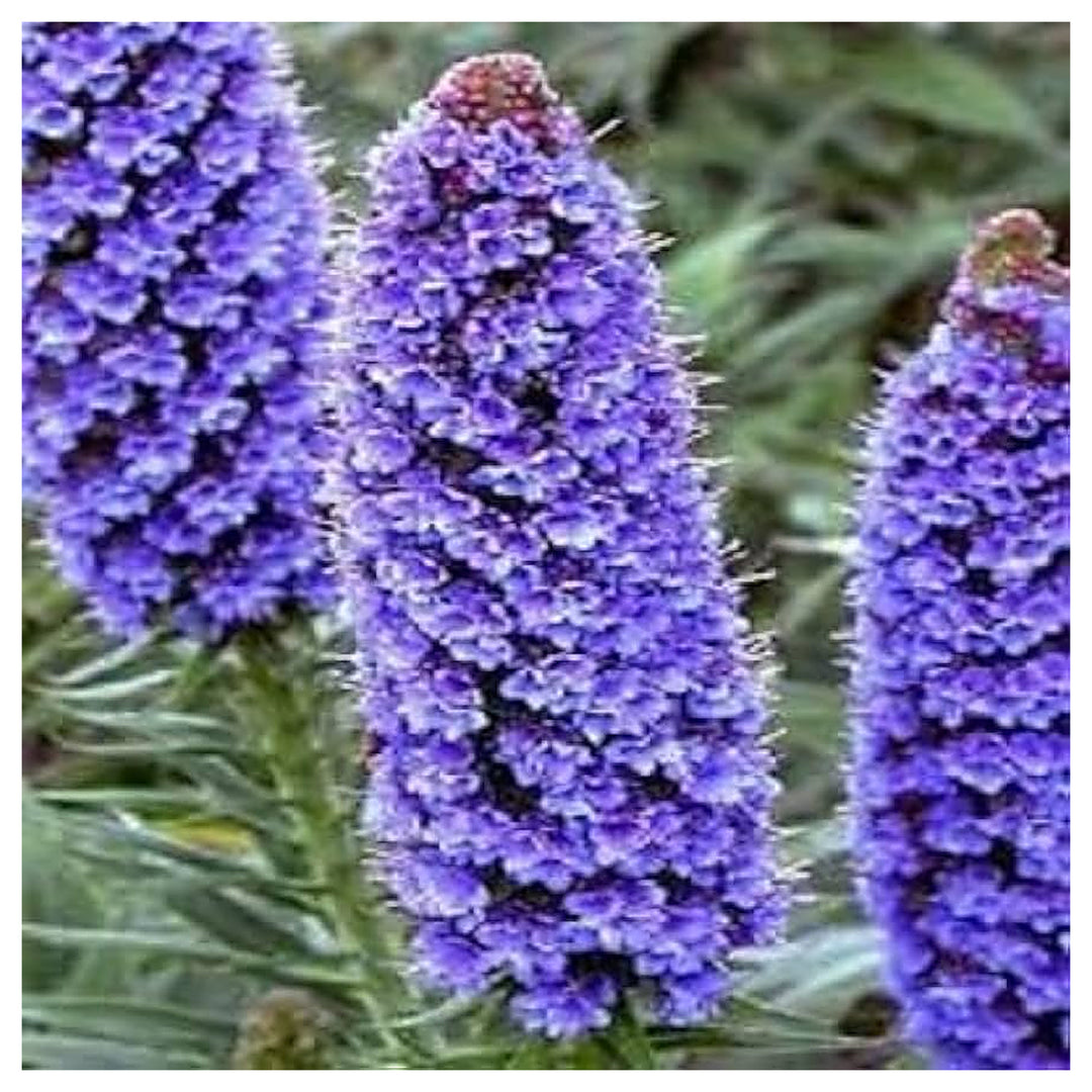 Echium Fastuosum Candicans Nattern Rare Lila Flowers Flower Seeds Home Garden Planting, Exotic | Neera Seeds product photo [neera-v4-919e655bcdc9508339f2]