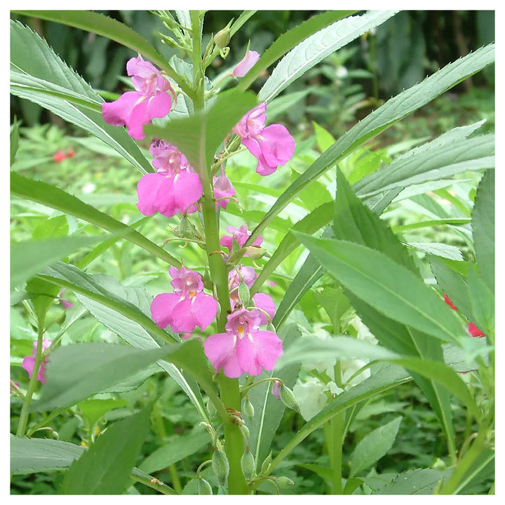 Impatiens Balsamine Violet Seeds – Organic, Heirloom, Non-GMO Seeds for Planting | Neera Seeds product photo [neera-v4-91abb0bc941595bf2dbe]