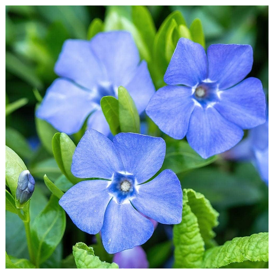 Vinca Minor Flower Seeds for Planting – Heirloom, Non-GMO, High Germination Organic Garden Seeds | Neera Seeds product photo [neera-v4-91bf58a7ac3cdaded801]