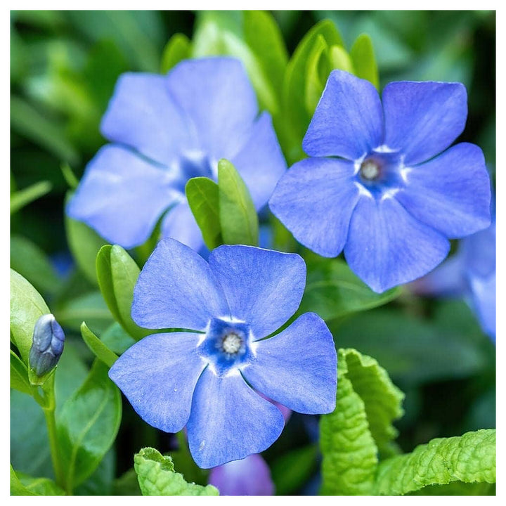 Vinca Minor Flower Seeds for Planting – Heirloom, Non-GMO, High Germination Organic Garden Seeds | Neera Seeds product photo [neera-v4-91bf58a7ac3cdaded801]