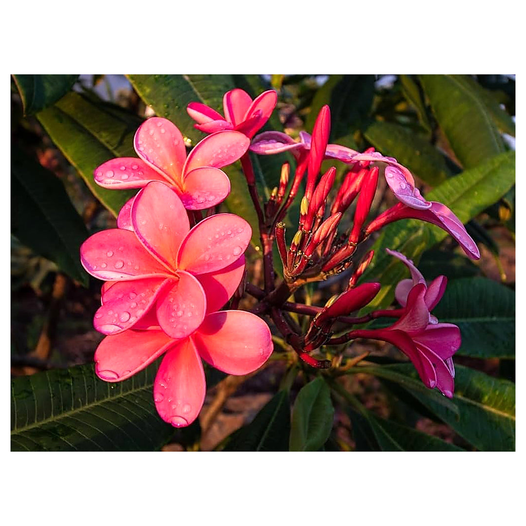 Plumeria Plumeria Spp For Planting In Tropical Garden Flower Seeds for Home Garden Planting, | Neera Seeds product photo [neera-v4-91ca860011f98306f420]