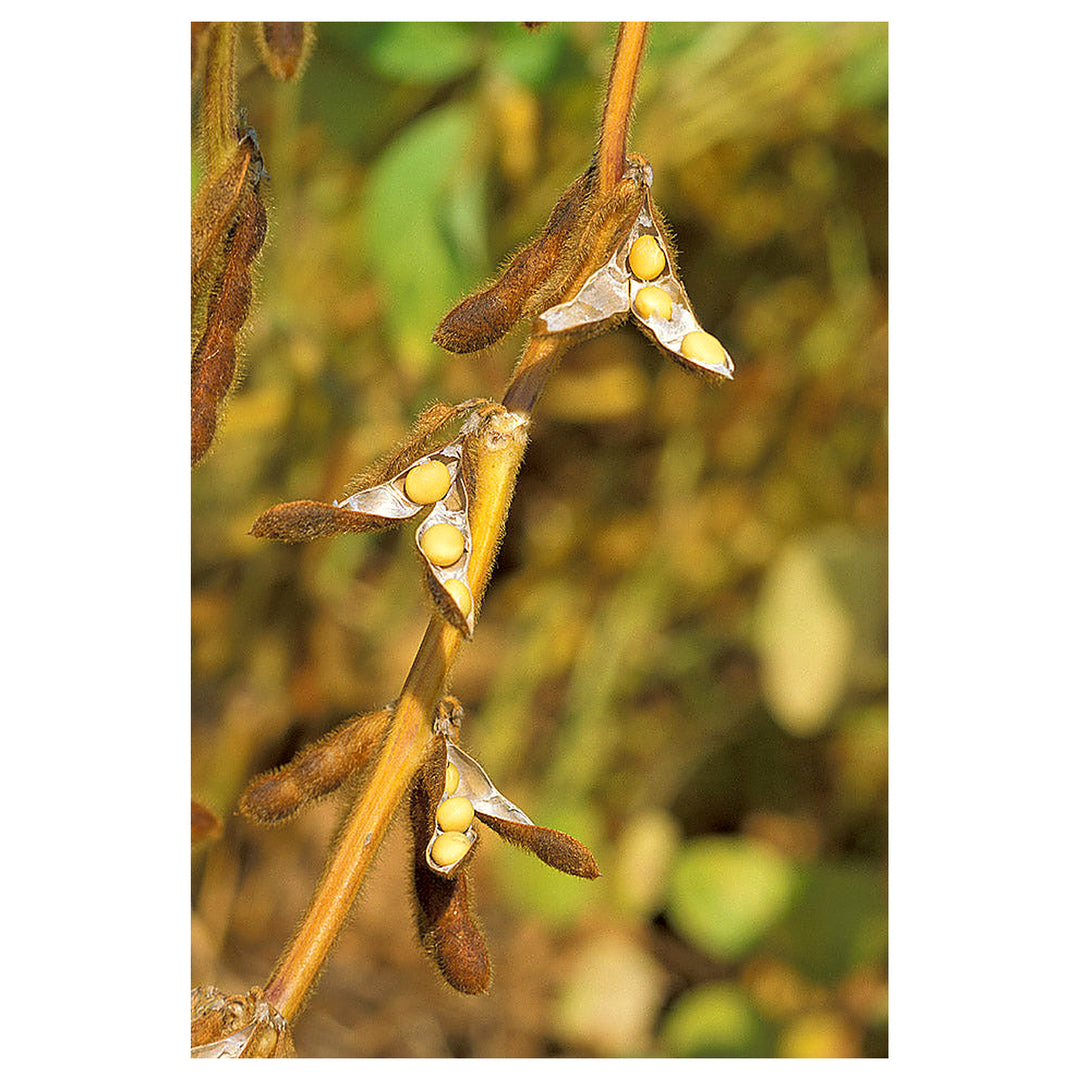 Brown Soybean Seeds for Planting – Heirloom, Non-GMO, Organic Garden Seeds, High Germination Edamame Beans | Neera Seeds product photo [neera-v4-91ca88af380c40ec75a7]