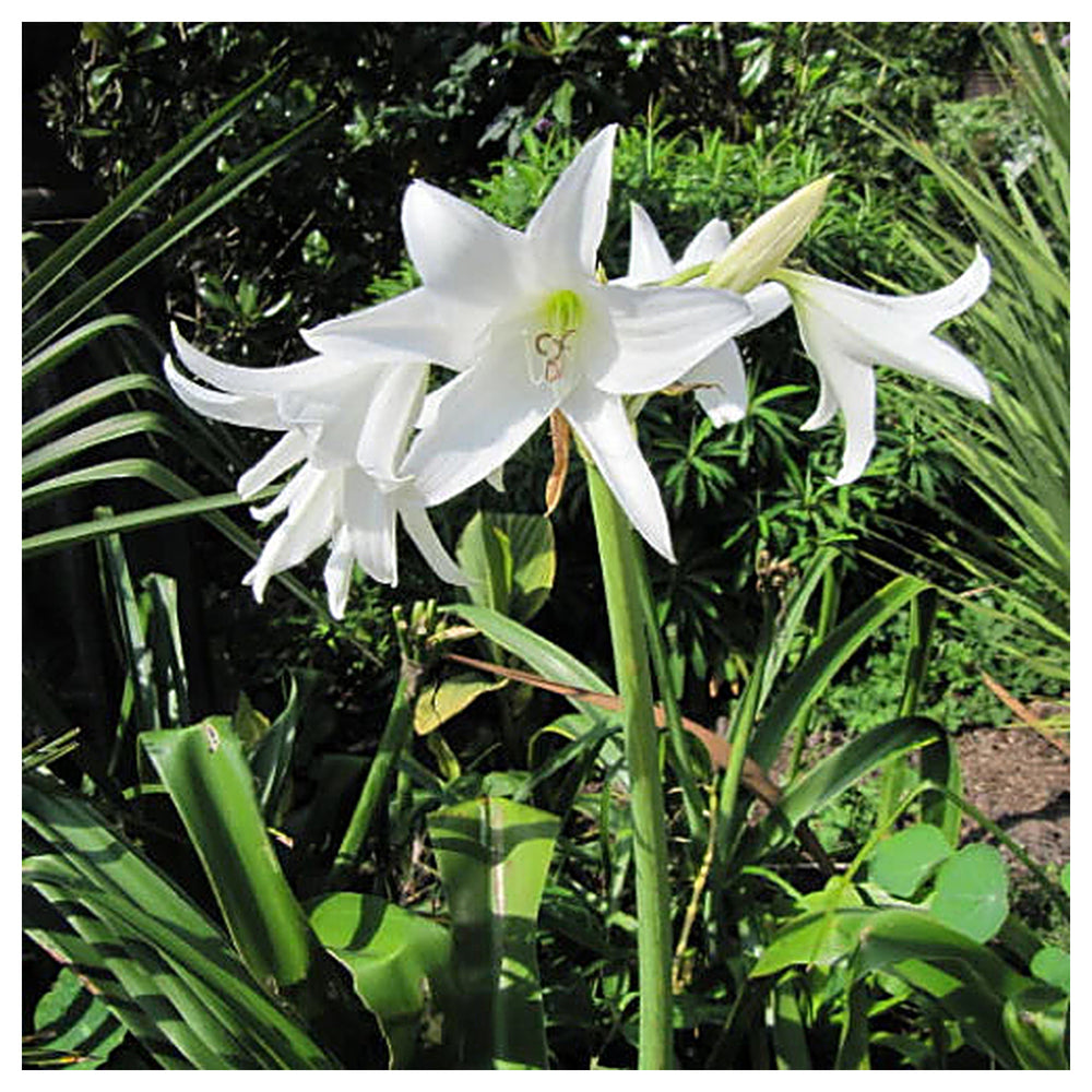 White Cape Lily Seeds for Planting – Tropical Aquatic Blooms, Heirloom & Non-GMO Seeds | Neera Seeds product photo [neera-v4-91d5a83c318fd08a74fc]