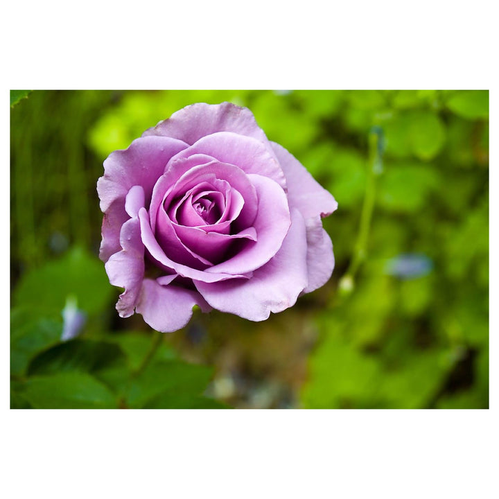 Heirloom Non-GMO Lavender Rose Flower Seeds for Planting – Organic Garden Seeds with High Germination | Neera Seeds product photo [neera-v4-91deeac9b28fedec7989]