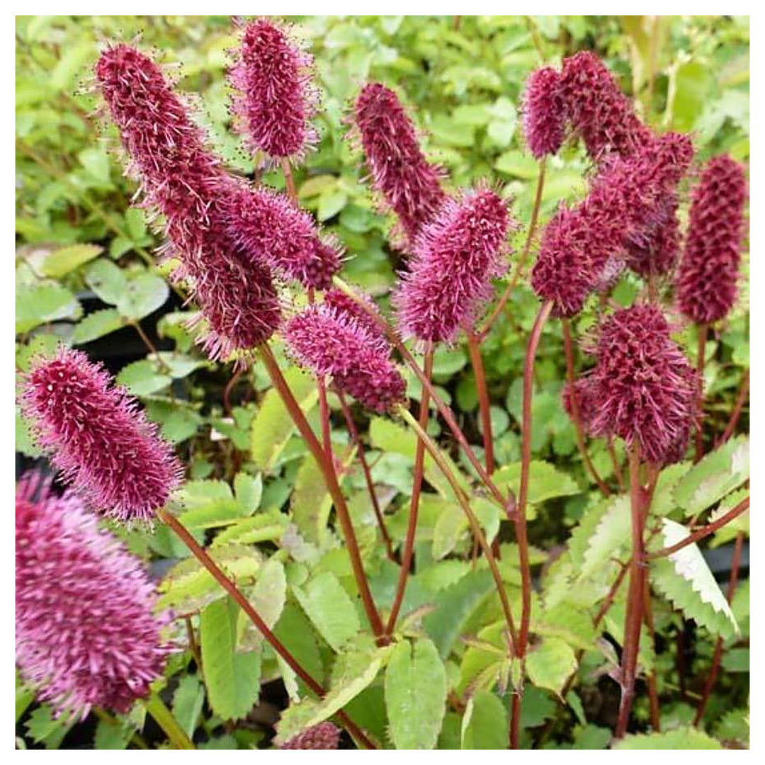 Heirloom Non-GMO Menzies Burnet Flower Seeds for Planting – Hardy Pollinator Blooms | High Germination | Neera Seeds product photo [neera-v4-92003afd9e571c357f27]