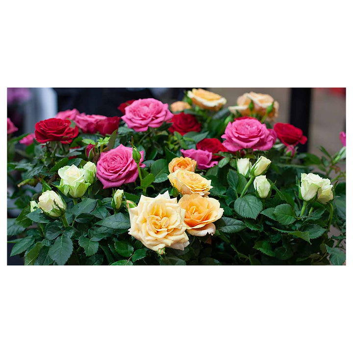 Mixed Miniature Rose Plant Seeds for Planting - Heirloom Non-GMO High Germination Organic Garden Seeds | Neera Seeds product photo [neera-v4-9207c014ab22cccd7c65]