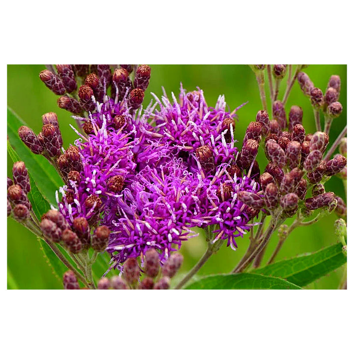 Heirloom Non-GMO Vernonia Anthelmintica Flower Seeds for Planting – Medicinal Wildflower Seeds | Neera Seeds product photo [neera-v4-920fd01b4e3066b2bdb8]