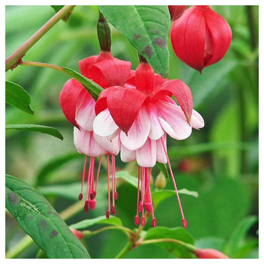 Heirloom Non-GMO Fuchsia Flower Seeds – Vibrant Hanging Baskets & Garden Planting | Neera Seeds product photo [neera-v4-921ec50d943bec97f3df]
