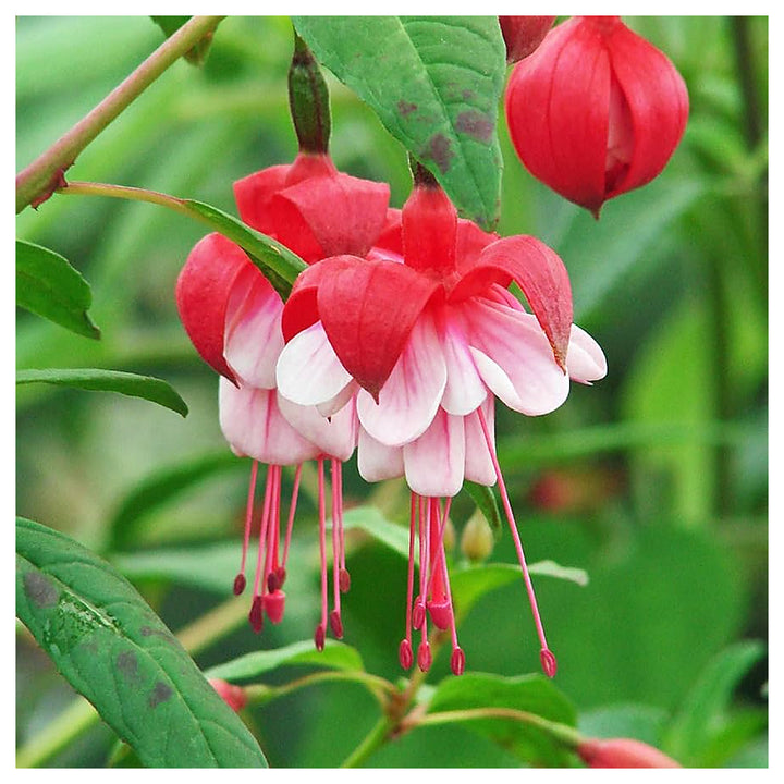 Heirloom Non-GMO Fuchsia Flower Seeds – Vibrant Hanging Baskets &amp; Garden Planting | Neera Seeds product photo [neera-v4-921ec50d943bec97f3df]