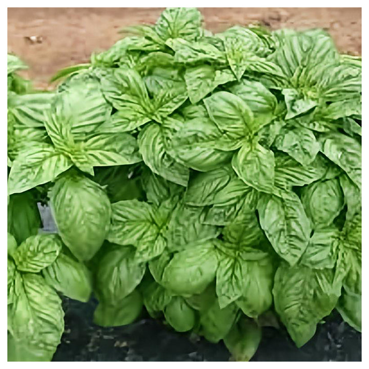 Italian Basil Herb Seeds for Planting – Heirloom, Non-GMO, High Germination Organic Garden Seeds for Culinary Garde | Neera Seeds product photo [neera-v4-923fdef3676c601a715f]
