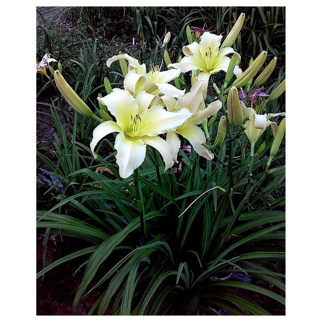 Heirloom Hemerocallis Lady Elizabeth Flower Seeds for Planting – Non-GMO Garden Blooms | Neera Seeds product photo [neera-v4-924263dd31cef8432c53]