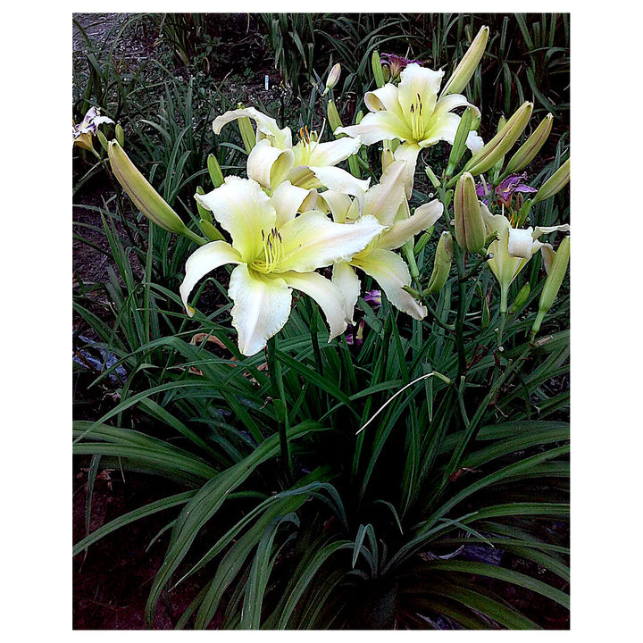 Heirloom Hemerocallis Lady Elizabeth Flower Seeds for Planting – Non-GMO Garden Blooms | Neera Seeds product photo [neera-v4-924263dd31cef8432c53]