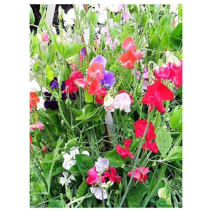 Heirloom Everlasting Pea Flower Seeds, Non-GMO, High Germination Climbing Blooms – Seeds for Planting | Neera Seeds product photo [neera-v4-92597240065bf9e8f566]