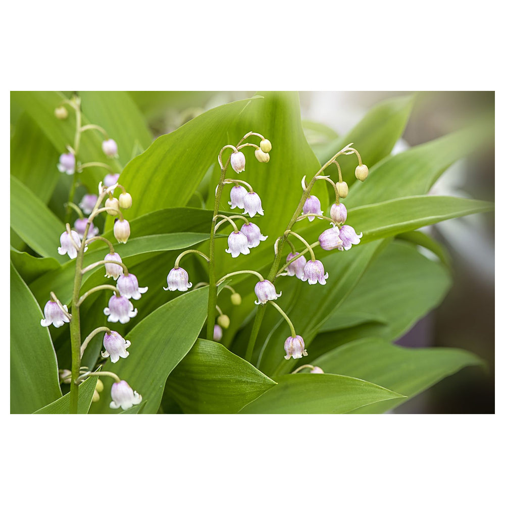 Heirloom Non-GMO White Rich Aroma Flower Seeds for Planting – Fragrant Blooms | Neera Seeds product photo [neera-v4-9264b805054b4ebafdb5]