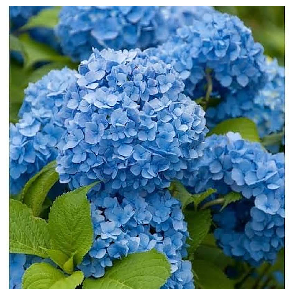 Heirloom Rhododendron Sea Blue Flower Seeds – Non-GMO, High Germination Ornamental Garden Seeds | Neera Seeds product photo [neera-v4-926d8beea457063f9dfc]