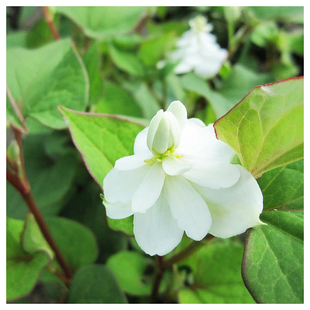 Heirloom Houttuynia Flower Seeds, Non-GMO Ornamental and Medicinal Blooms for Garden Planting | Neera Seeds product photo [neera-v4-927e95eb5247025bd407]