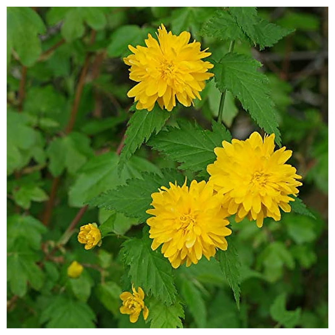 Kerria Japonica Flower For Planting Flower Seeds for Home Garden Planting, Ornamental Organic | Neera Seeds product photo [neera-v4-9288f93d55baf415d440]