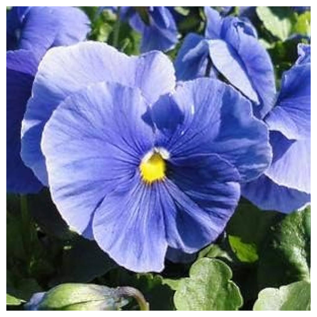 Fresh Blue Pansy Flower Seeds for Planting – Organic, Heirloom, Non-GMO, High Germination Garden Seeds for Vibrant  | Neera Seeds product photo [neera-v4-928ee607f4d1312a0661]