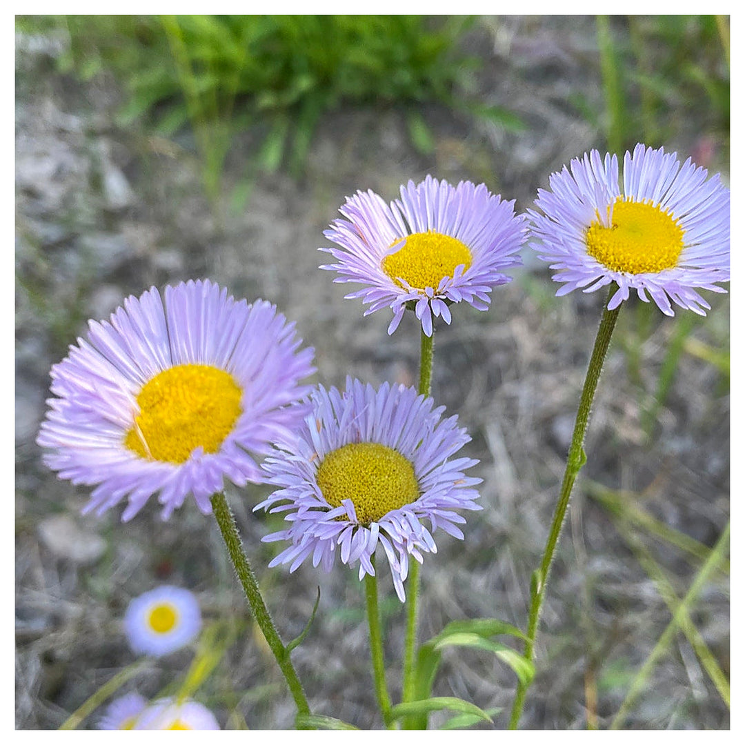 Purple Erigeron Flower Seeds for Planting – Drought-Tolerant Perennial Blooms | Neera Seeds product photo [neera-v4-92947c10929a747428c7]