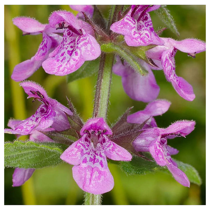 Marsh Woundwort Purple Flower Seeds – Organic, Heirloom, Non-GMO Seeds for Planting | Neera Seeds product photo [neera-v4-92967a46fb2564dc4684]